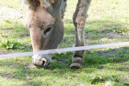 一只长发驴在农场的绿草地里放牧非图片