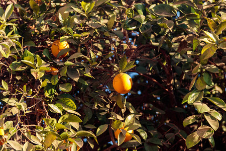 美丽的柑橘树与成熟的水果特写背景图片