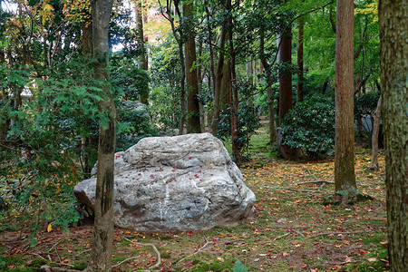 有巨石的日本公园假山岩石花园全景园艺背景全园丁图片