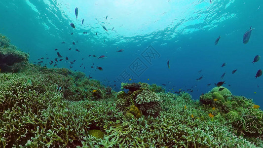 热带鱼类和珊瑚礁水下画面水下的海景菲律宾博图片