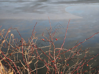 冬天结冰的湖面冬天风景冬天风景与河流和蓝天湖上的芦苇湖上的天鹅图片