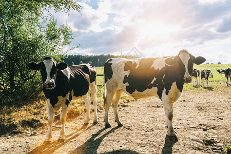 日落时在草地上的奶牛图片