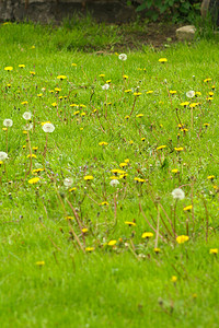 蒲公英领域蓬松的蒲公英背景中一片草地的一部分草丛中图片