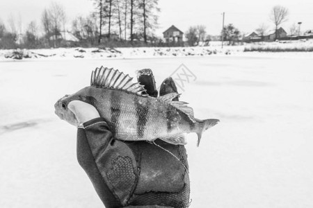 在冰背景上钓鱼图片
