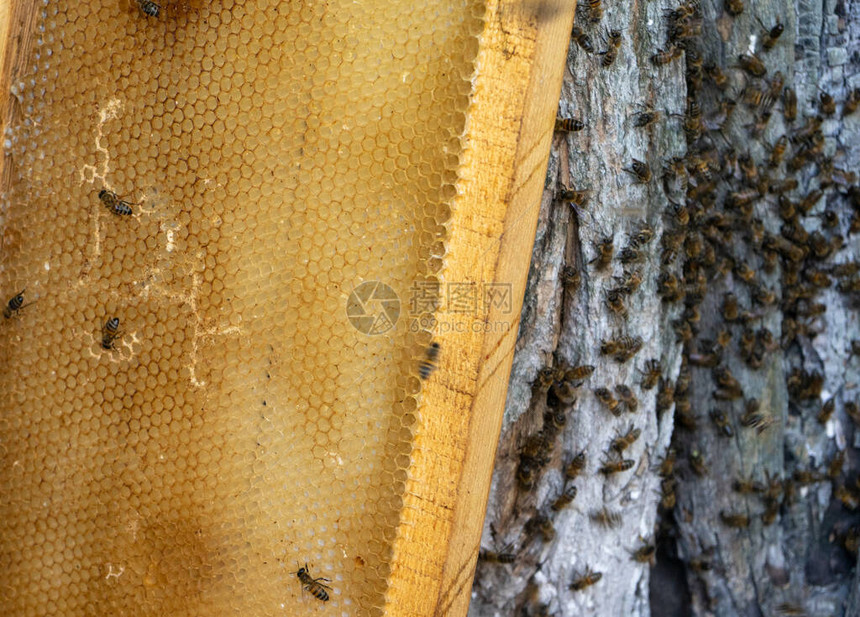 一只蜜蜂带窝的架子站在树附近蜜蜂图片