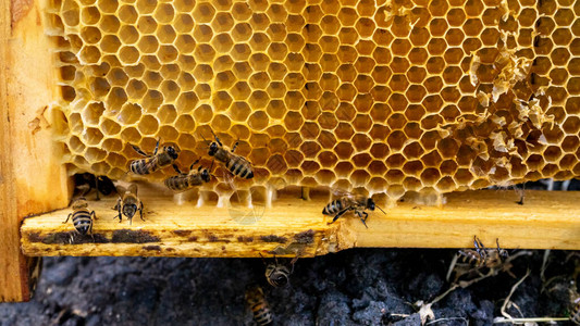 蜜蜂的窝与蜜蜂特写图片