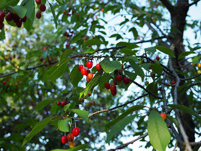 在果园树上成熟的樱桃图片