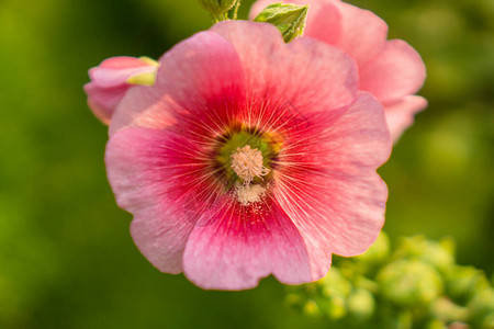 霍利克家的美丽的粉红花瓣图片