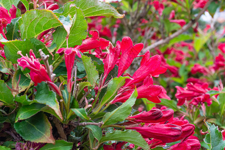 洛贝利亚花卉植物的罗贝利亚花朵品种RedWeigelaFl图片