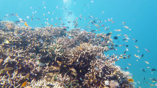 珊瑚花园海景和海底世界五颜六色的热带珊瑚礁生命珊瑚礁图片