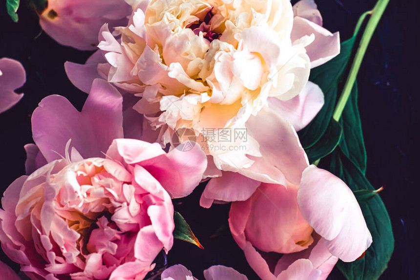 粉红小马花作为花卉艺术背景植物平板和图片