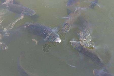 鲤鱼在湖里吃面包图片