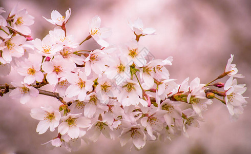 李树或樱桃树的粉红色春天开花的细节图片