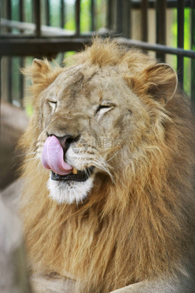狮子在动物园的笼图片