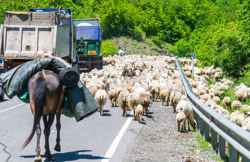 一群带马匹和卡车经过的绵羊在公路上离线图片