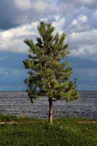 湖边孤单的小松树在暴风雨图片