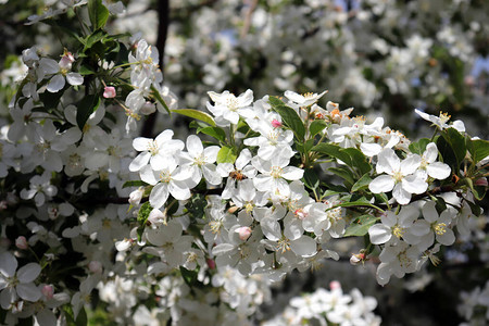 梨花和春天的季节图片