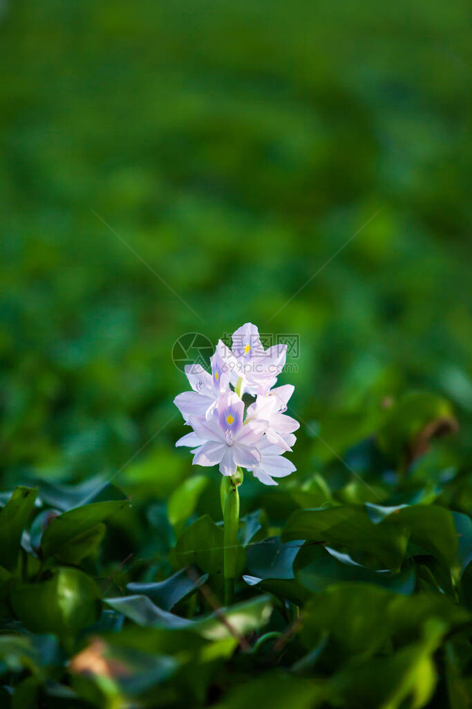 清晨亮光照耀的紫色花朵中普通的水在热带图片