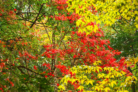 五颜六色的枫叶在初秋从浅绿色到鲜橙色和红色图片