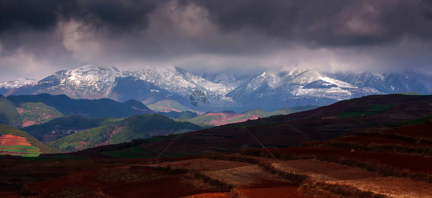 黄昏小麦梯田和雪山脉的景色令人惊叹图片