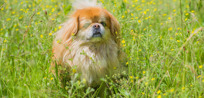 可爱又漂亮的北京狗在公园玩耍和快乐最好的人类朋友阳光下花园里图片