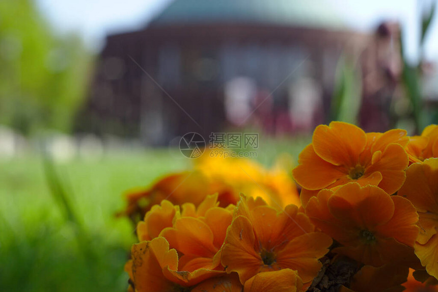 橙色花朵有一个音乐厅在后面叫托尼哈勒图片