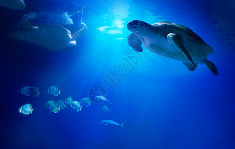 大型海龟在鱼间游泳海底世界的动物生图片