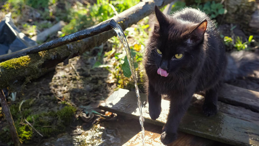 黑毛猫喝泉水在阳光下发光图片