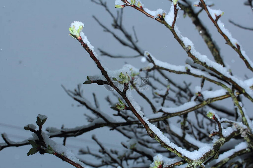树上生长的绿叶满是雪盖月亮下春雪图片