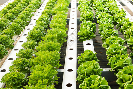 水培沙拉在栽培温室中无毒健康饮食理念种图片
