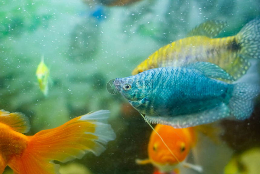 水族馆里的蓝色热带鱼水族图片