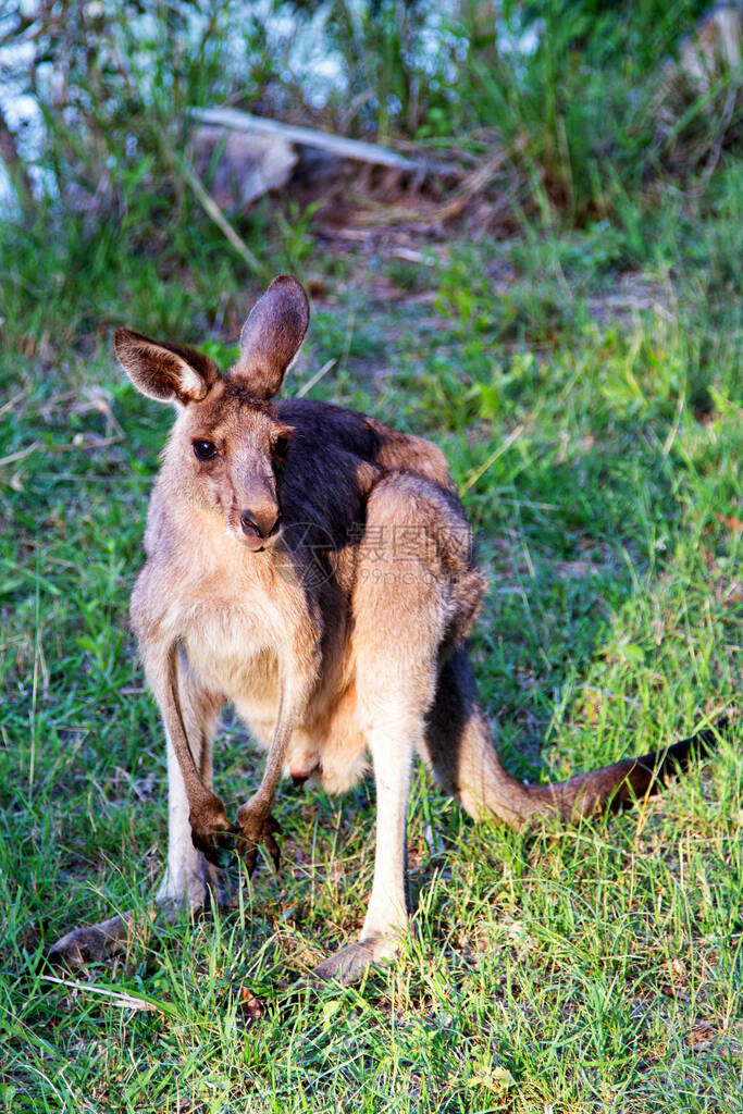 Kangaroo动物澳图片