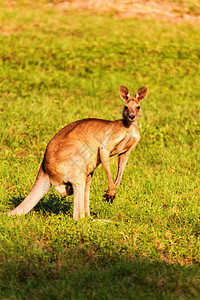 Kangaroo动物澳图片