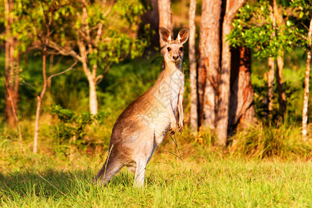 Kangaroo动物澳图片