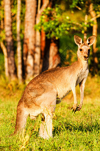 Kangaroo动物澳图片