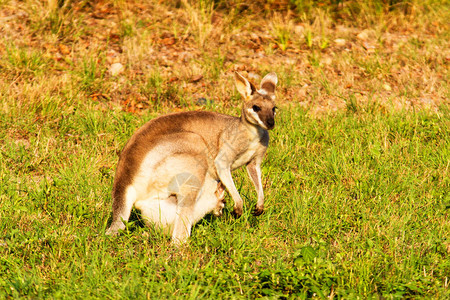 Kangaroo动物澳图片