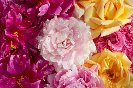 夏季盛开的粉红花朵和黄色玫瑰美丽的花图片
