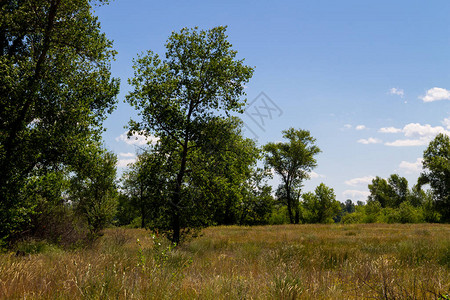 绿树草地和蓝天的夏日风景图片