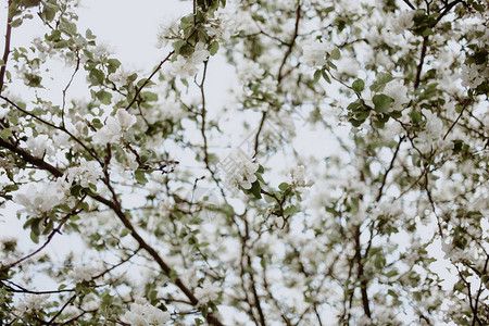苹果树白花图片