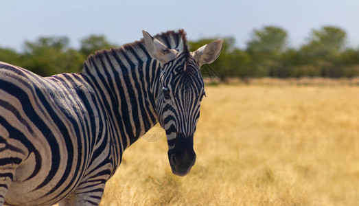 非洲野生动物非洲山区Zebra图片