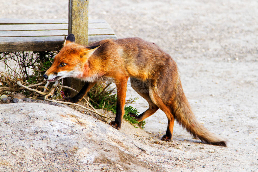 澳大利亚维多利亚大洋路的红狐Vulpesvulpesv图片