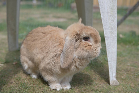 非常可爱的沙矮垂耳兔宠物兔在明亮的阳光下探索户外花园家具图片