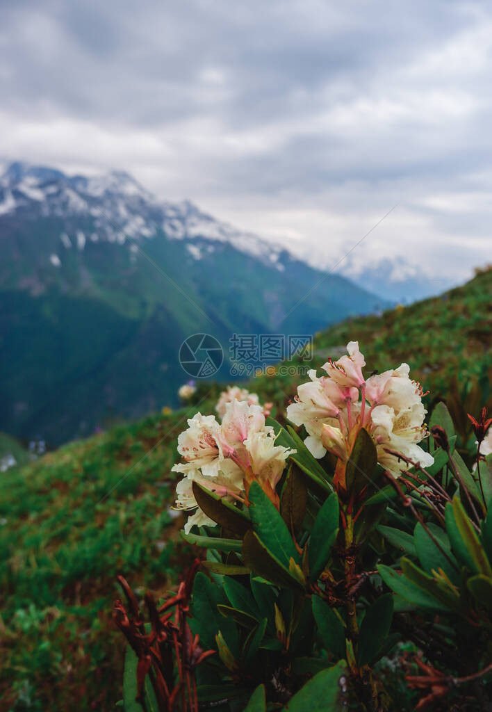 白杜鹃花与高加索山脉的景色前景中的野花和背景中的雪图片