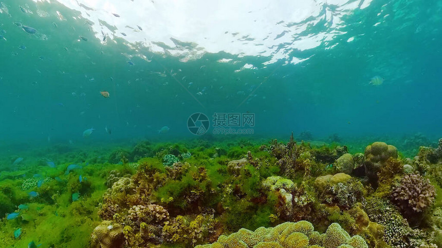 水下场景珊瑚礁水下海鱼热带珊瑚礁海洋五颜六色的水下海景菲律图片