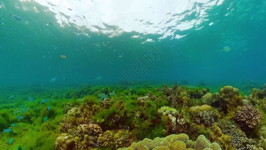 水下场景珊瑚礁水下海鱼热带珊瑚礁海洋五颜六色的水下海景菲律图片