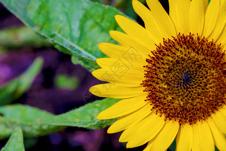 在环境自然背景的花瓣黄色向日葵关闭开花的向日图片