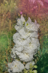 有机花园中的白色飞燕草花图片