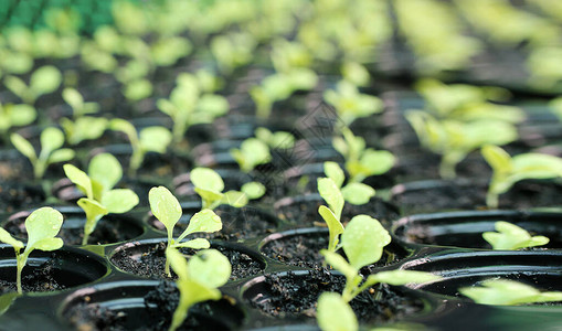 生长在植物中的年轻植物绿色蔬菜温室在温室里种图片