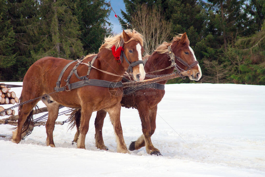 冬季森林中的马具图片