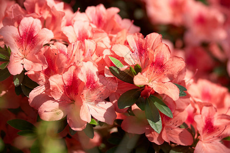 生长在花园里的美丽的杜鹃花关闭在户外开花的桃色杜鹃花春背景图片